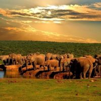 Elephants addo-park