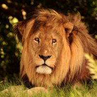Lion schotia_safaris